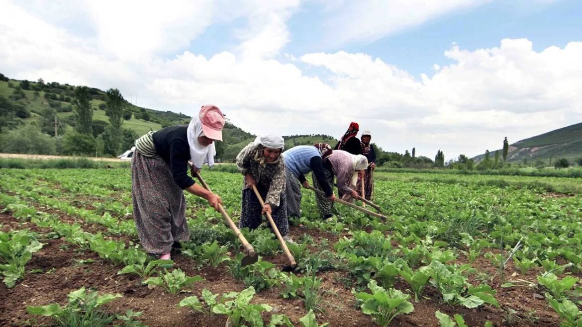 Emeğim Hakkında